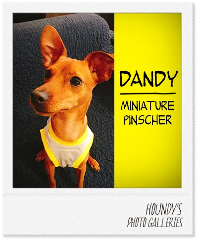 Miniature Pinscher DOGWEAR GREYHOUNDS Mesh Tank Top Dandy