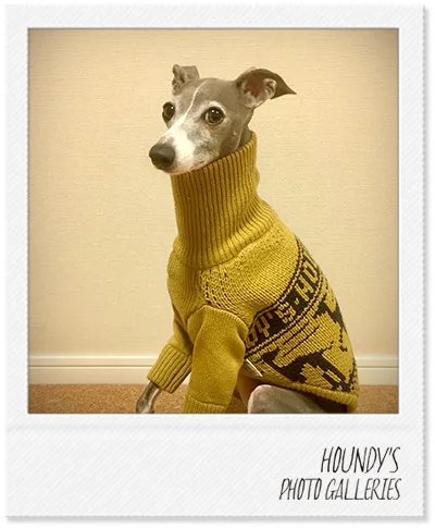 Italian Greyhound clothing Stripe Sweater Alje