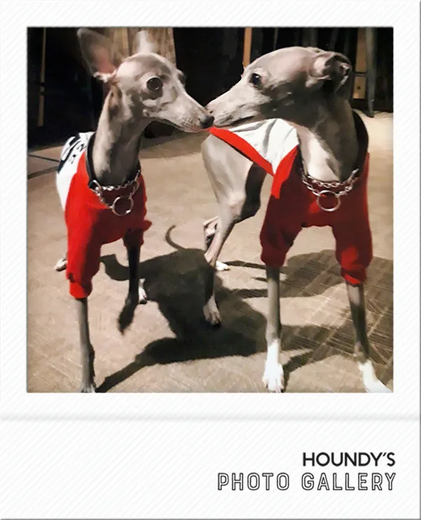 Ron & Suzu : Italian Greyhound