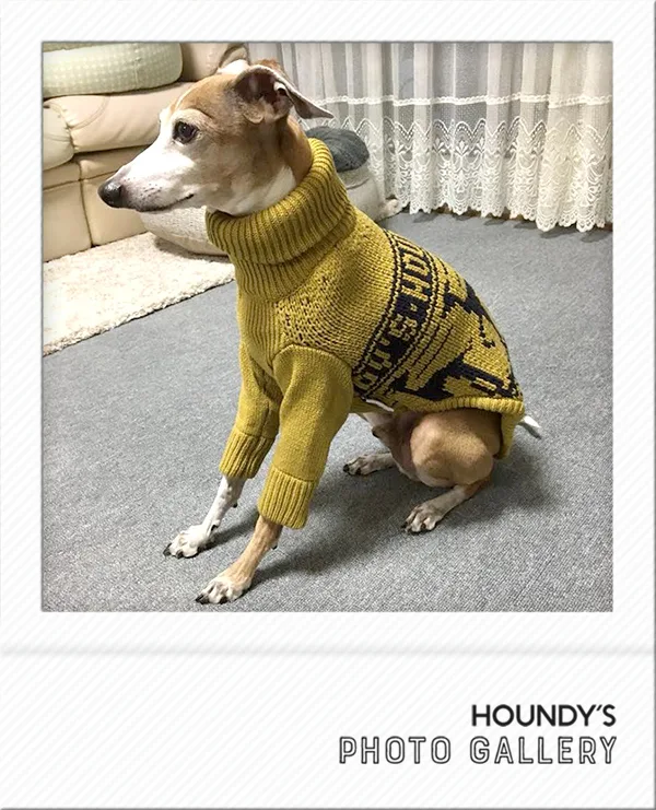 Italian Greyhound clothing Stripe Sweater Asty