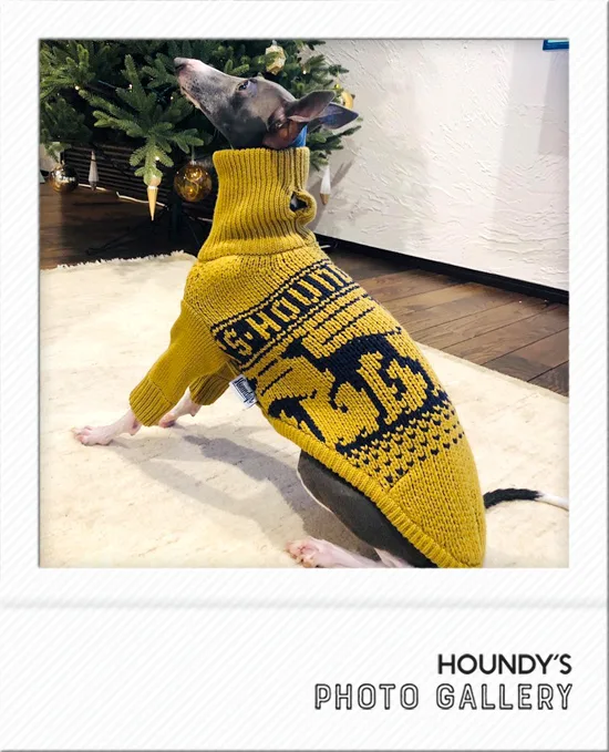 Italian Greyhound DOGWEAR Stripe Sweater Cutie