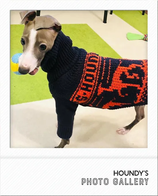 Italian Greyhound clothes  Stripe Sweater Gin