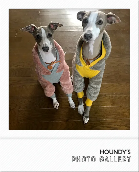 Italian Greyhound clothing Shaggy Fleece Hoodie Ash & Hanna
