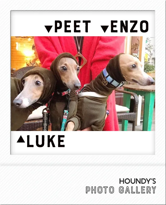 Enzo & Luke & Peet : Italian Greyhound