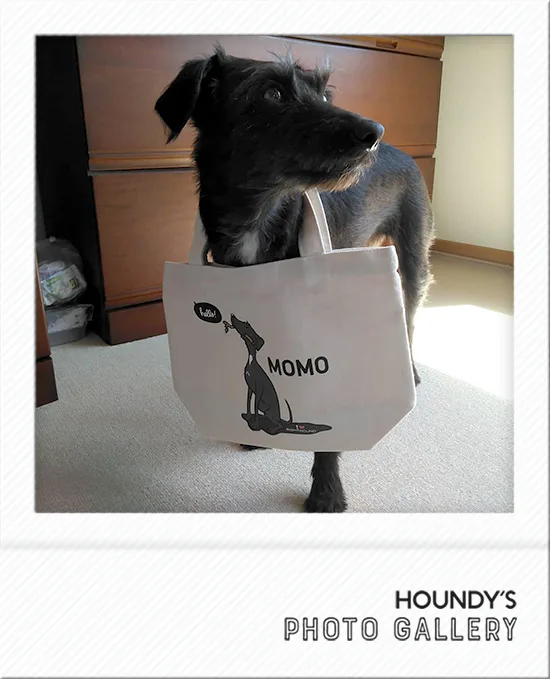 Italian Greyhound × Toy Poodle DOGWEAR Momo