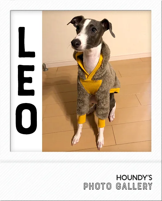 Designer dog clothes Shaggy Fleece Hoodie Leo