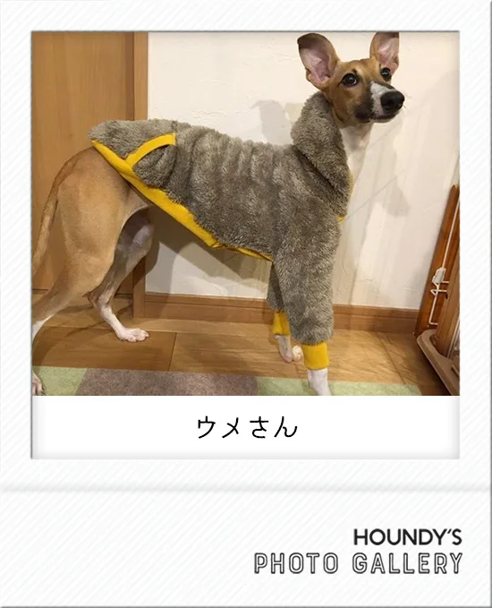 Italian Greyhound × Whippet Mix clothing Shaggy Fleece Hoodie Ume
