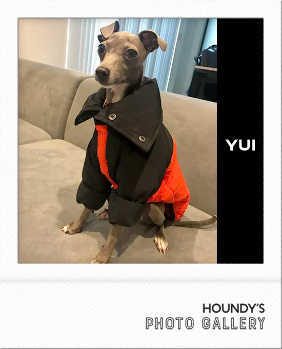 Yui : Italian Greyhound