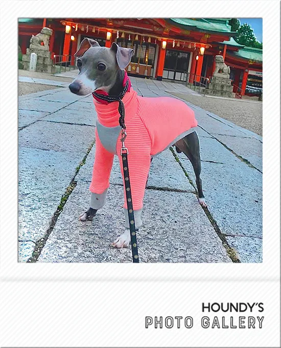 Italian Greyhound clothes Border Sweat Kei