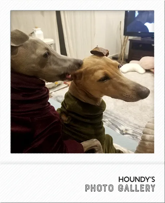 Italian Greyhound clothes  Fleece Rompers Emma & Kiyara 