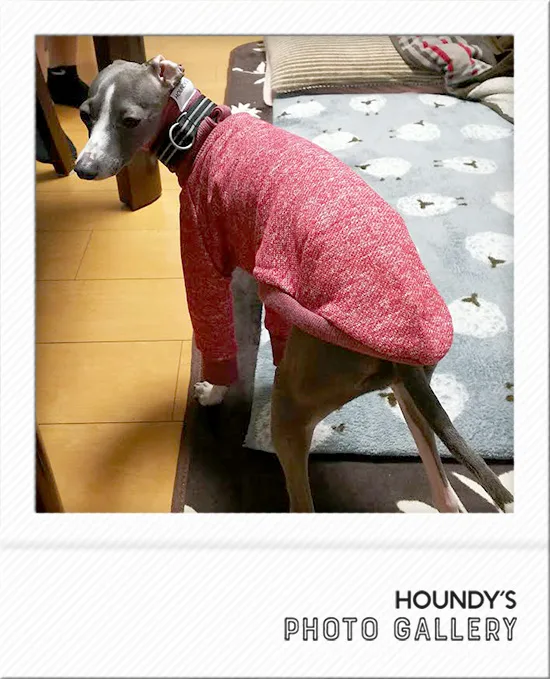 Designer dog clothes  High Neck Sweat [heather Color] Sara