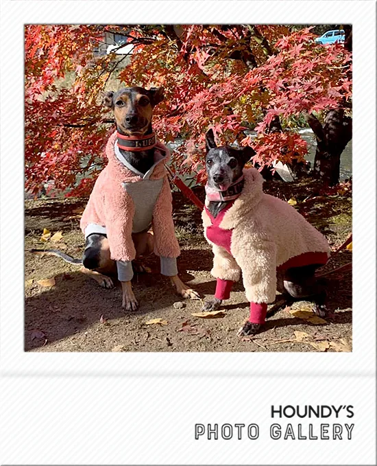 Italian Greyhound / Mix clothes  Shaggy Fleece Hoodie Luna & Lupin