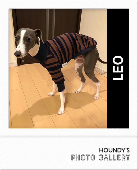 Iggy clothes Three Quarter Sleeve [Border] Leo