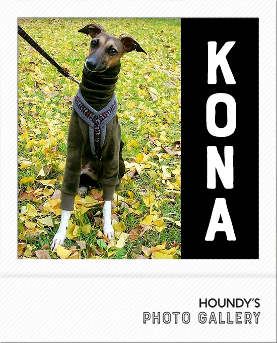 Kona : Italian Greyhound