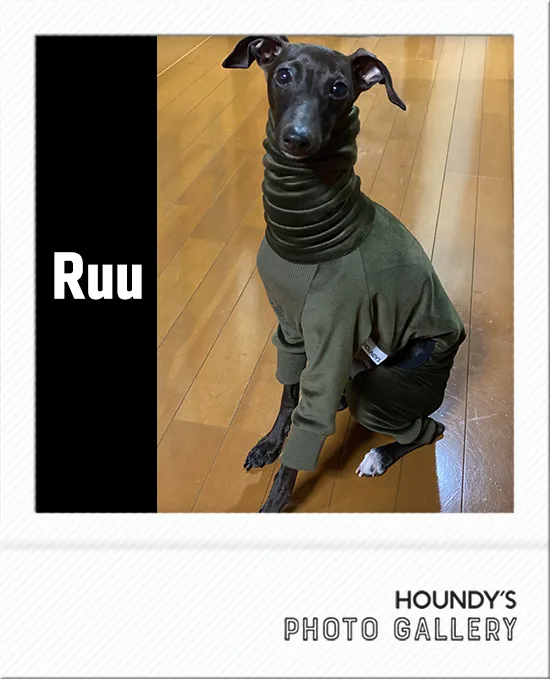 RUu : Italian Greyhound