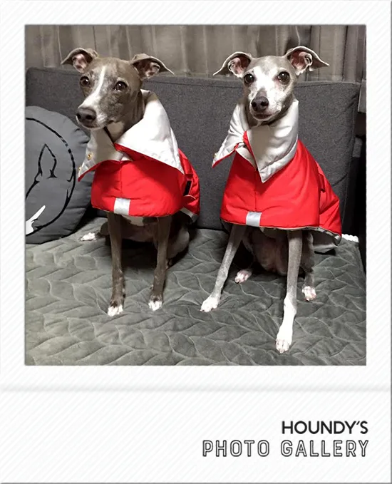 Momo & Pepe : Italian Greyhound