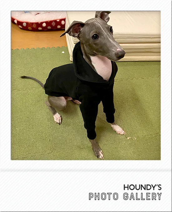 Italian Greyhound clothing Pullover Hoodie Dante
