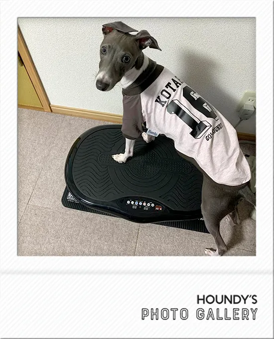 Kotaro : Italian Greyhound