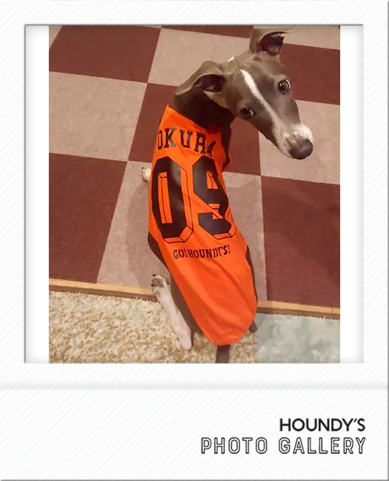Dog clothing Raglan T-shirt Okura