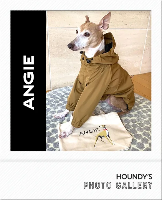 Angie : Italian Greyhound