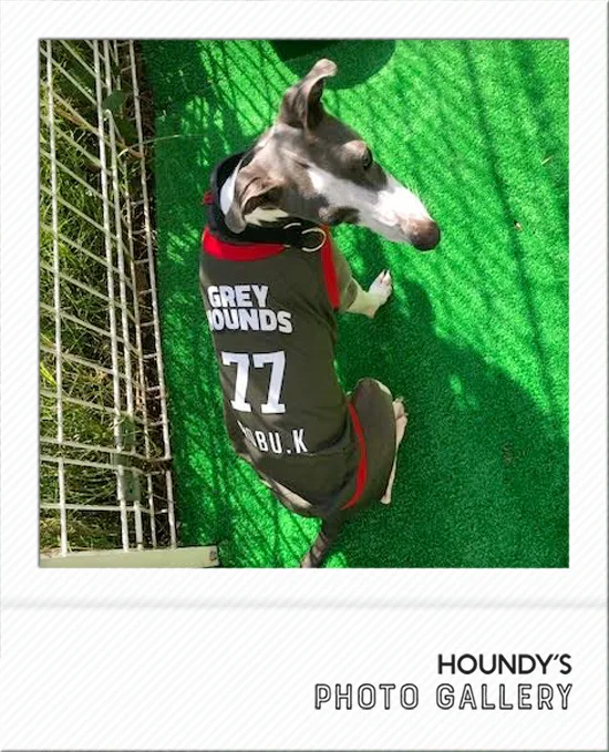 Italian Greyhound clothes  GREYHOUNDS Mesh Tank Top Robu