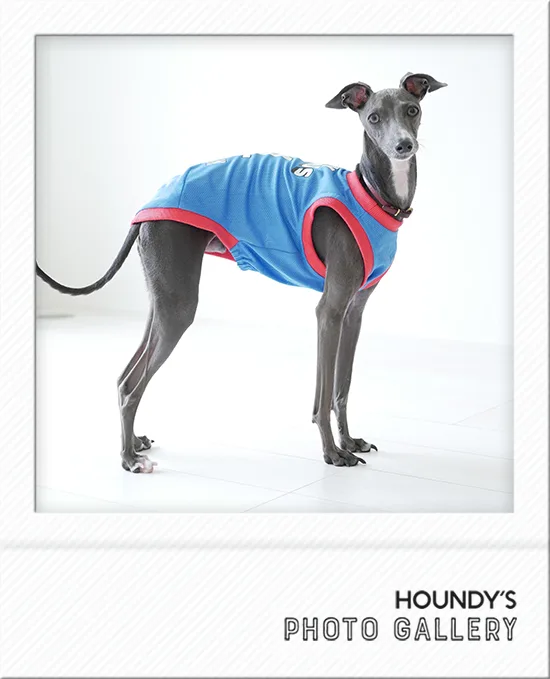 Italian Greyhound clothing Ita-kun