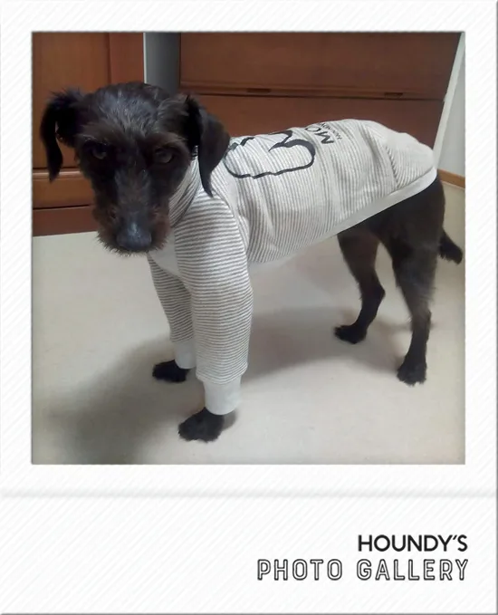 Momo : Italian Greyhound x Toy Poodle