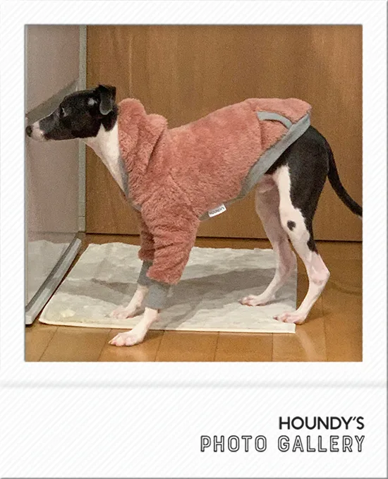 Italian Greyhound clothes Shaggy Fleece Hoodie Elmo