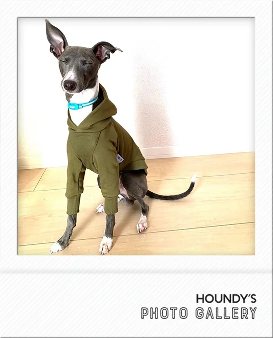 Designer dog clothes Pullover Hoodie  Sesame 