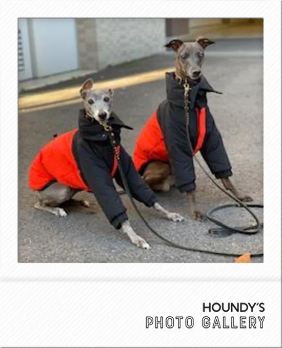 Leon & Daiya : Italian Greyhound