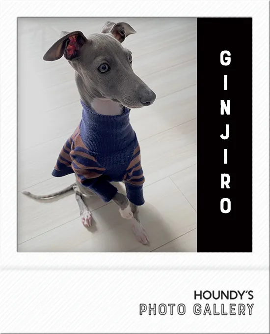 Italian Greyhound clothing  Three Quarter Sleeve [Border] Ginjiro 