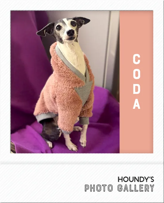 Italian Greyhound clothing Shaggy Fleece Hoodie Coda