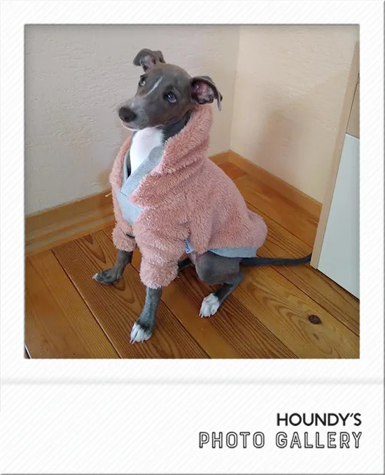 Italian Greyhound clothing Shaggy Fleece Hoodie