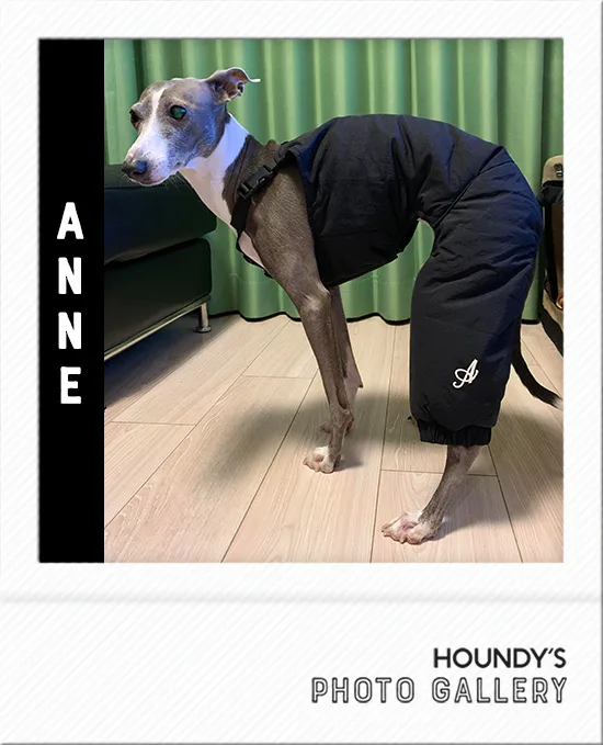 Anne & Joe : Italian Greyhound