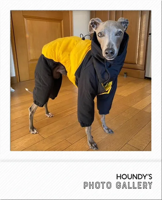 Designer dog clothes  Field Quilting Jacket Sora