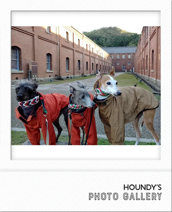 Jay & Komari & Rin : Italian Greyhound