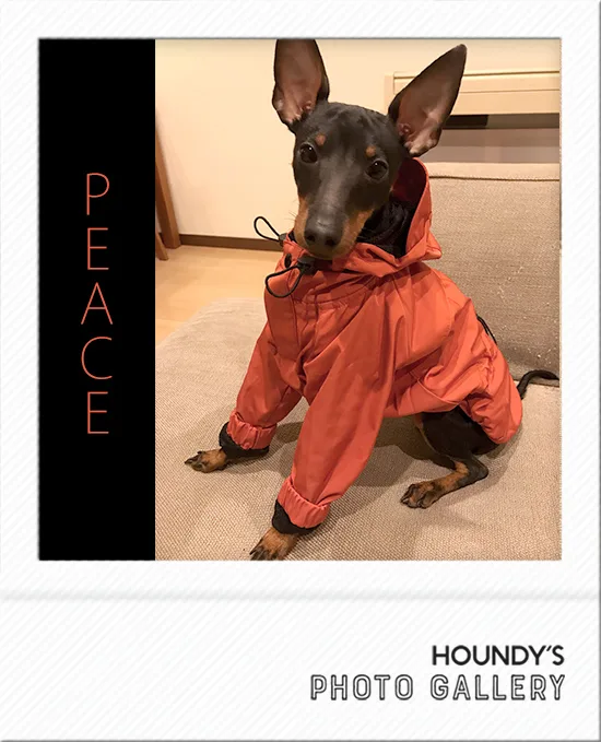 Toy Manchester Terrier  clothes  Mountain Jacket Peace