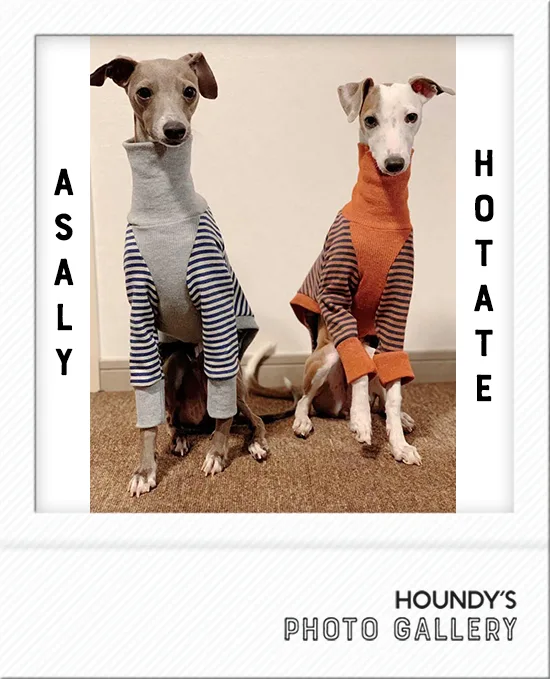 Custom dog clothes High Neck Sweat [Border] Asaly & Hotate
