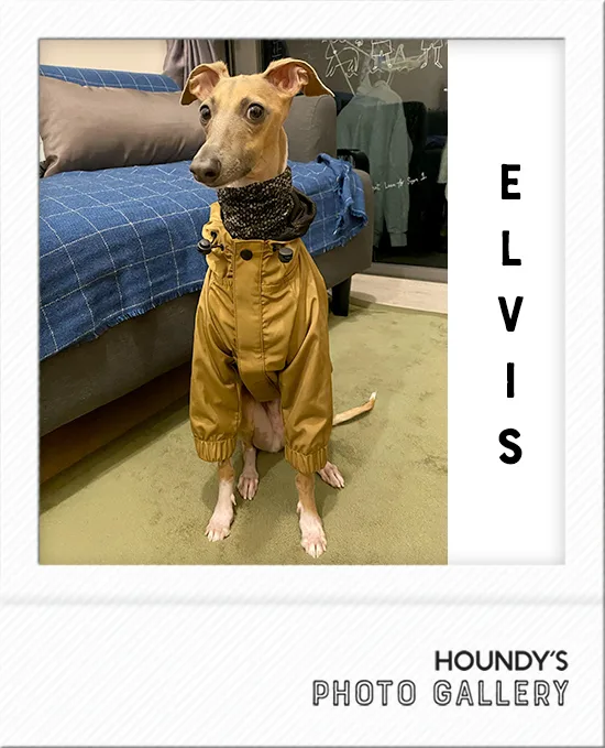 Elvis : Italian Greyhound