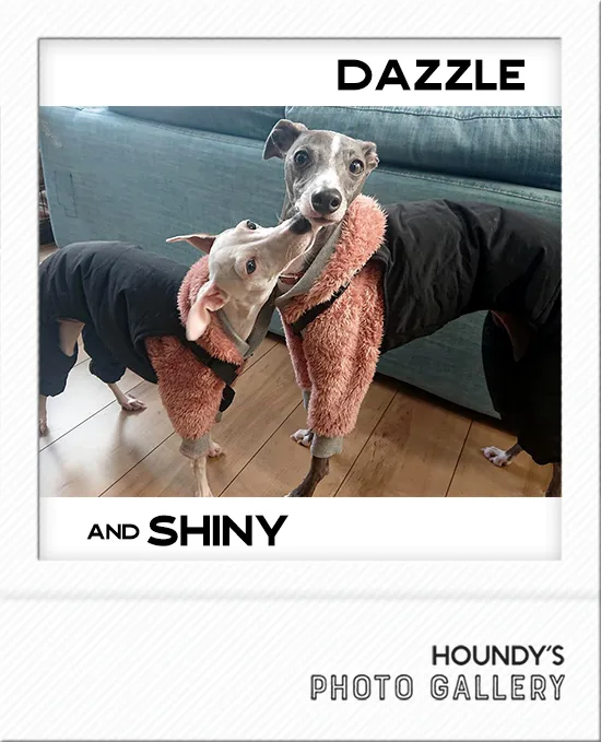 Dazzle & Shiny : Italian Greyhound