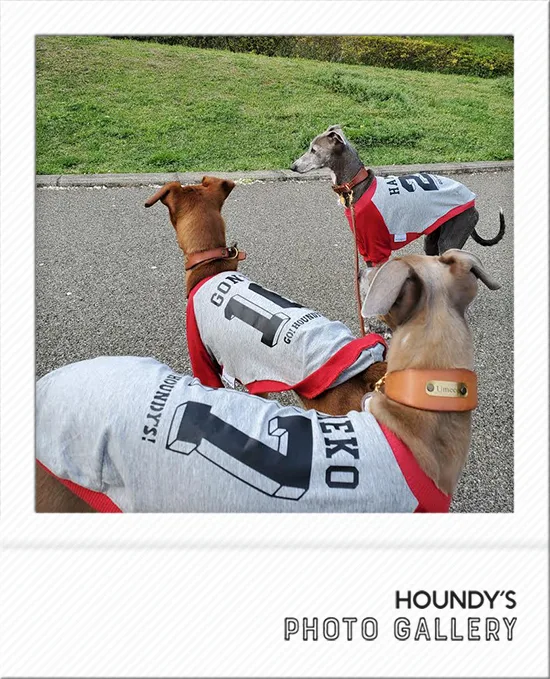 Kahoko & Umeko & Gonta : Italian Greyhound