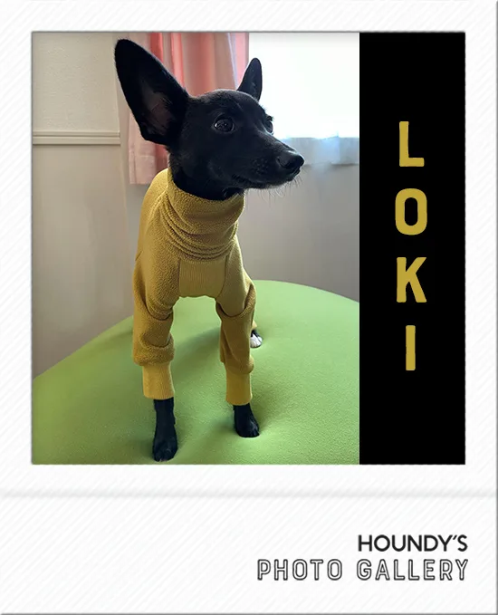 Loki : Italian Greyhound × Papillon Mix