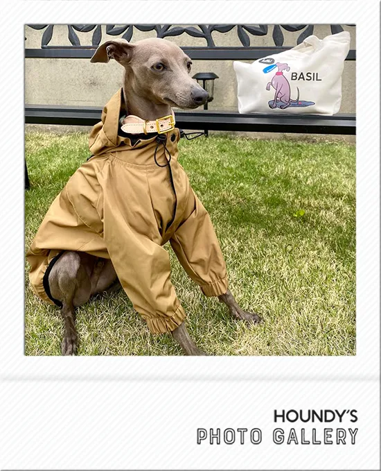 Basil : Italian Greyhound