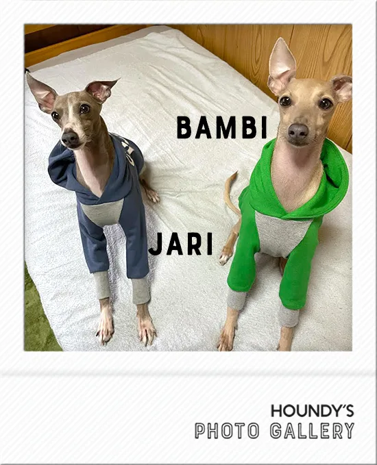 Bambi & Jari : Italian Greyhound