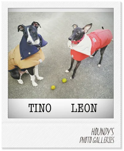 IGGY DOGWEAR Reversible Quilting Coat Tino & Leon